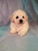 Male bichon Poodle Puppies for sale in Iowa|Bichon Poo #7 Born March 25th 2013